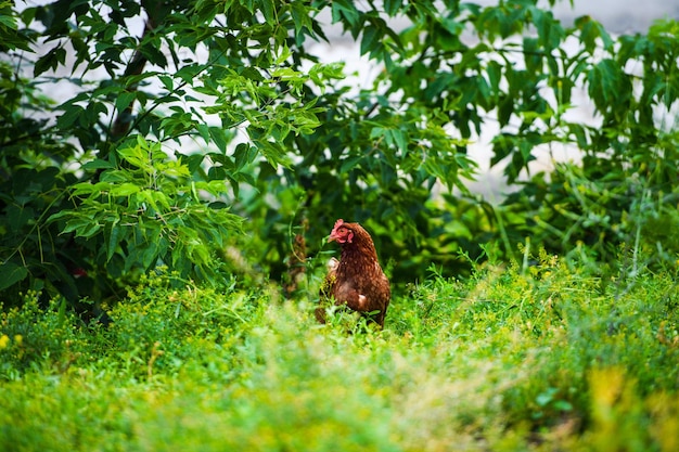Foto pollo en una granja