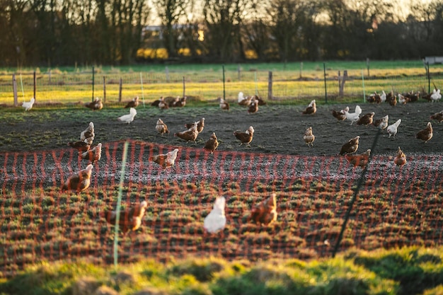 Pollo gratis en la granja al aire libre