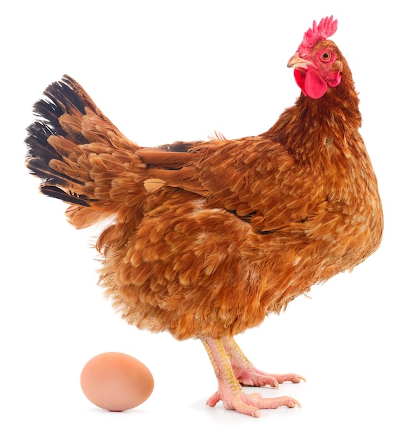 Pollo y huevo