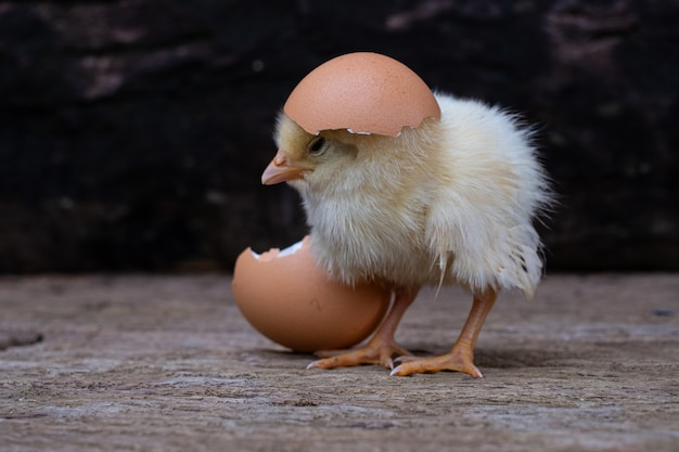 Pollo para incubar de un huevo y cáscara de huevo en la superficie de madera vieja