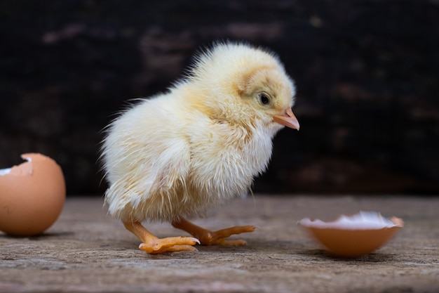 Pollo para incubar de un huevo y cáscara de huevo en la superficie de madera vieja