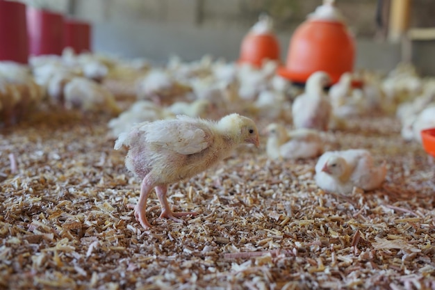 Foto pollo joven caminando por la granja