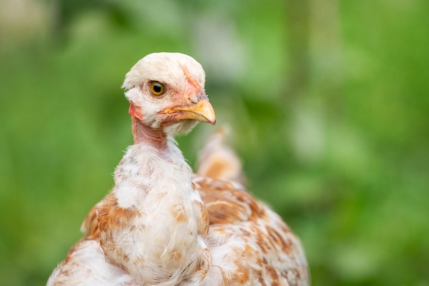 Pollo joven raza cuello desnudo en el jardín sobre un fondo borroso