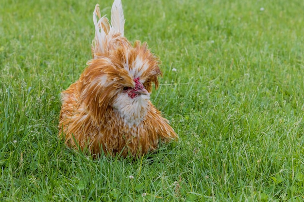 Pollo lindo de Padovana acostado sobre la hierba verde.