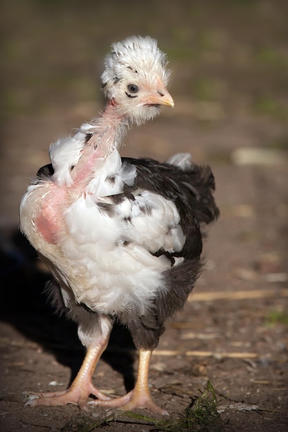 Pollo con manchas blancas y negras de cuello desnudo en el fondo marrón