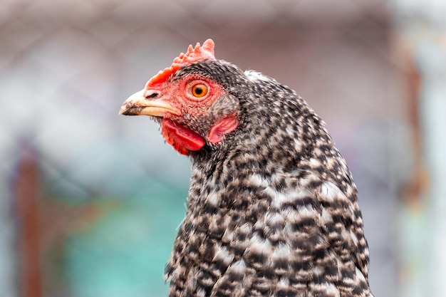 Pollo con manchas grises de cerca en el perfil de fondo borroso