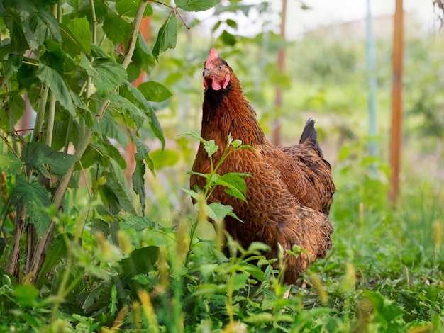 Pollo con manchas marrones en el jardín entre la hierba