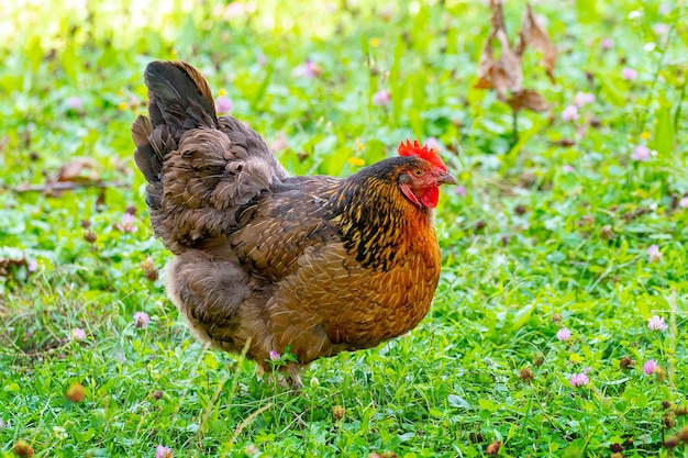 Pollo con manchas marrones en el jardín entre la hierba