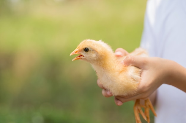 Pollo en una mano. La pequeña chica en las manos