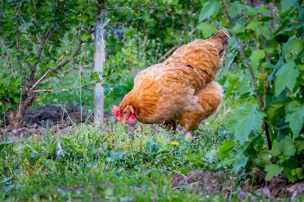 Un pollo marrón busca comida en el jardín. Cría de aves de corral en casa.