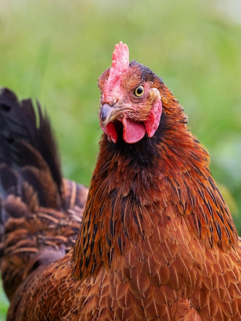 Pollo marrón de cerca sobre fondo borroso, retrato de pollo