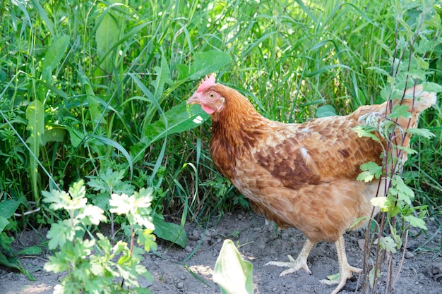 Pollo marrón se encuentra en medio de un patio verde