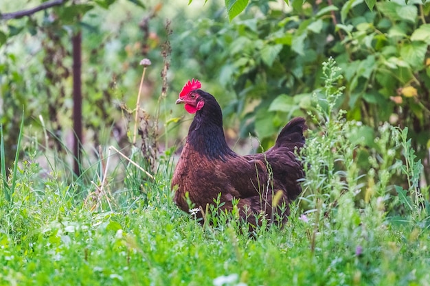 Pollo marrón en el jardín