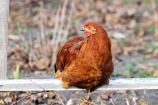 Pollo marrón sentado en un travesaño en el jardín de la granja Cría de pollos