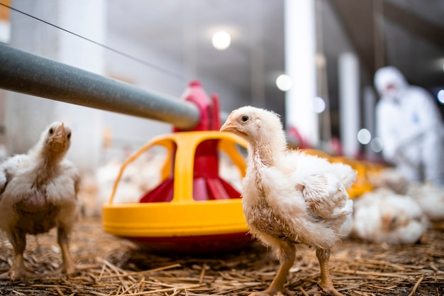 Pollo en una moderna granja avícola para la producción industrial de carne.