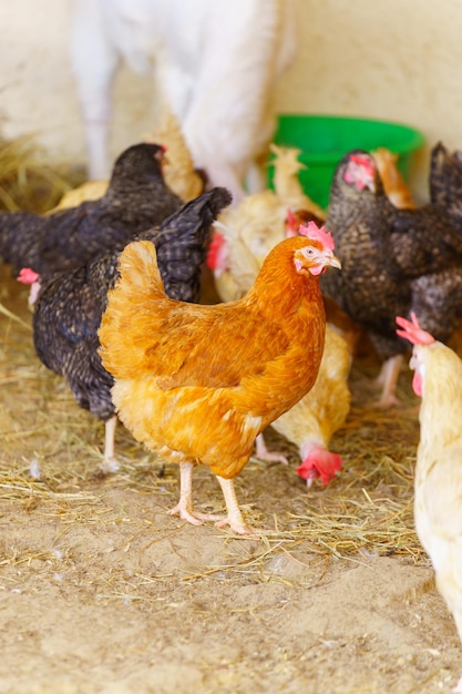 El pollo se mueve con gracia a través de un campo de tierra seca sus plumas brillan a la luz del sol