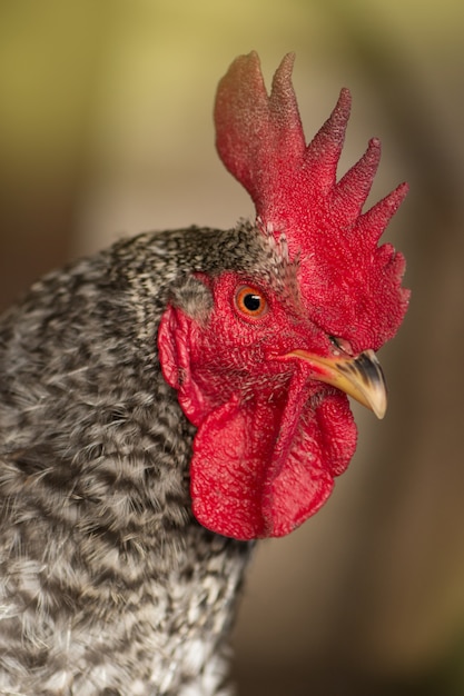 Foto pollo multicolor en la naturaleza