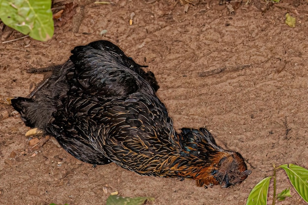 Pollo negro adulto muerto