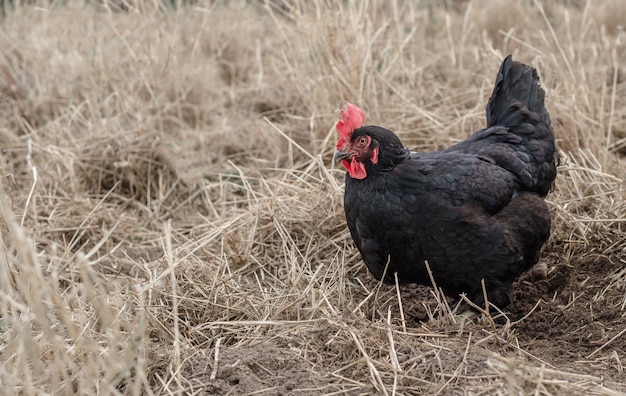 Pollo negro en una granja en la naturaleza