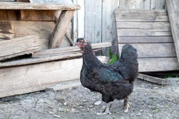 Un pollo negro paseando por el patio del pueblo.