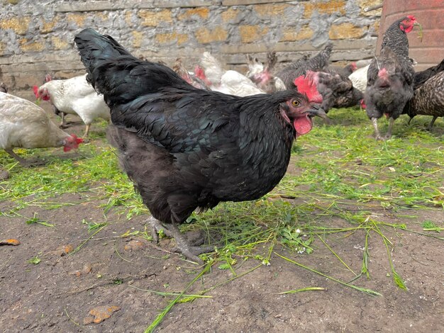 Un pollo negro con rojo en la cara.