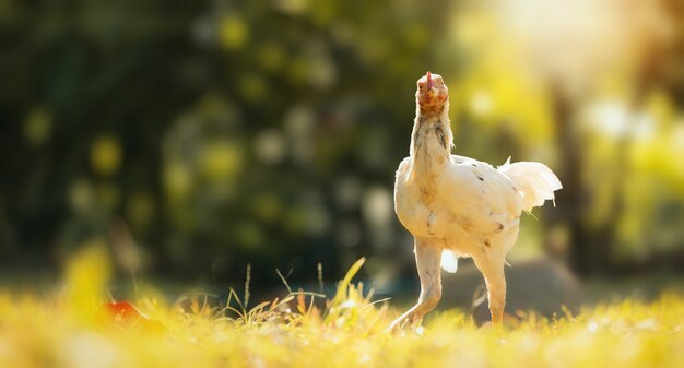 Pollo o gallo en la naturaleza