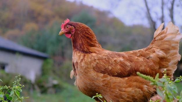 Pollo paseando por el jardín