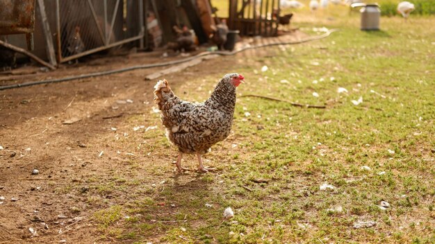 El pollo pasta en una granja en el pueblo