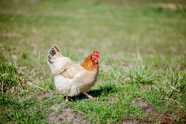 Pollo en pasto en una granja. Gallina de pollo naranja que está paseando por la hierba