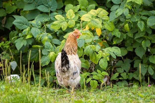 Pollo en pasto en una granja. Gallina de pollo naranja que sale a caminar sobre la hierba