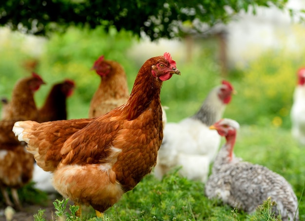 Pollo en pasto en la granja