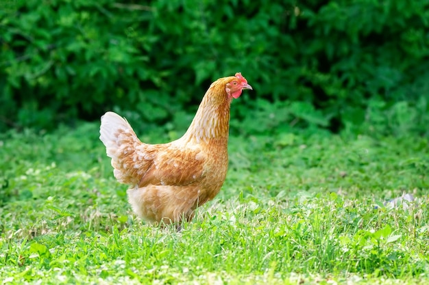 Pollo en pasto en una granja