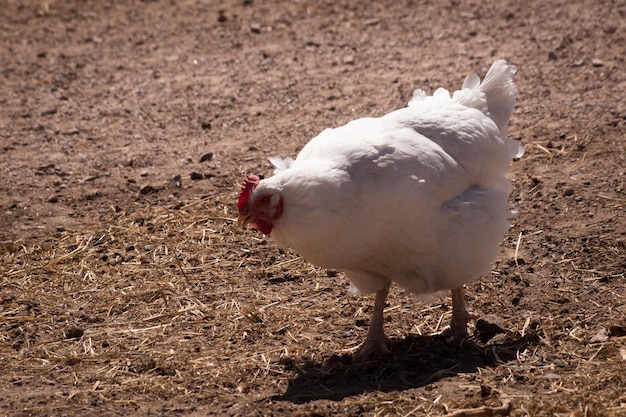 Pollo de pastoreo de corral en una granja orgánica.