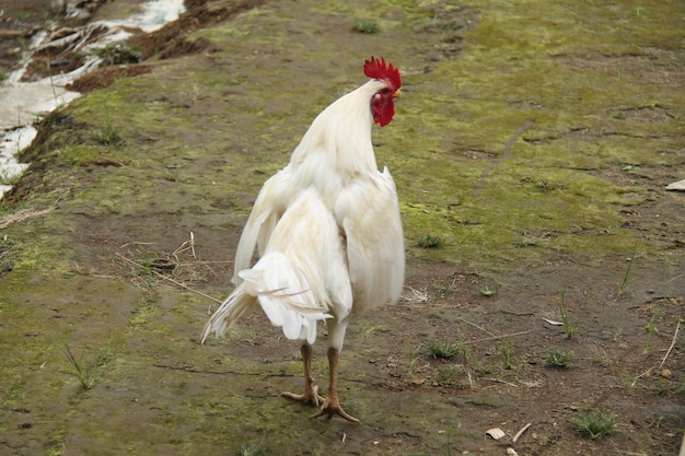 pollo en el patio