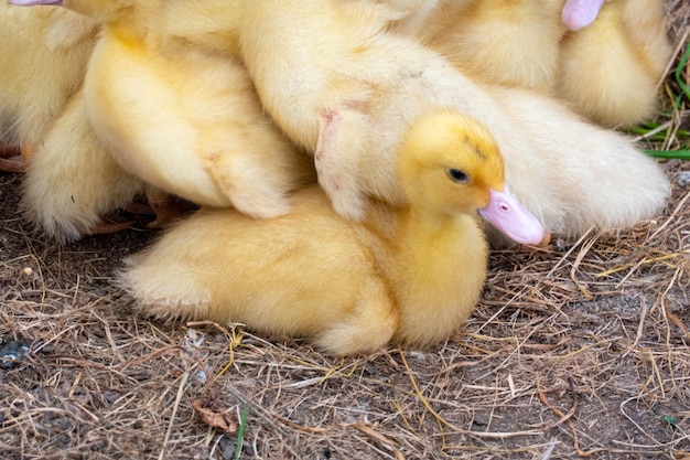 Pollo de pato en una granja doméstica