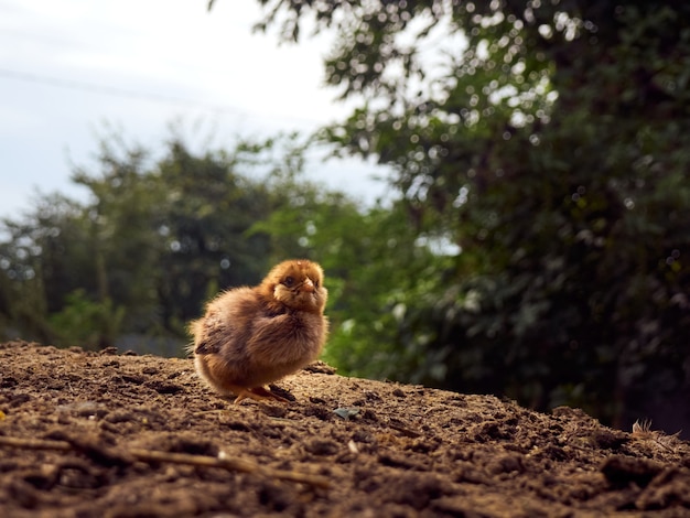 Pollo pequeño en el corral.