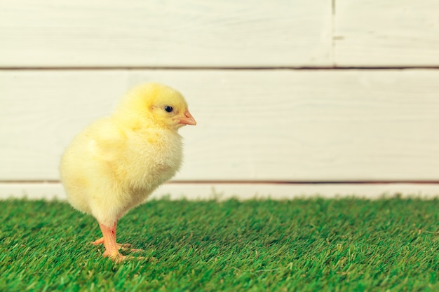 Pollo pequeño en la hierba