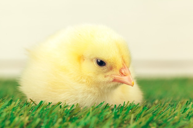 Pollo pequeño en la hierba