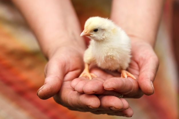 Un pollo pequeño sentado en las manos de una mujer adulta.