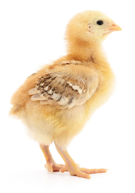 Un pollo pequeño sobre un blanco