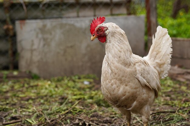 Pollo de pie en un jardín rural en el campo Cerca de un pollo de pie en un cobertizo de patio trasero con gallinero Aves de corral