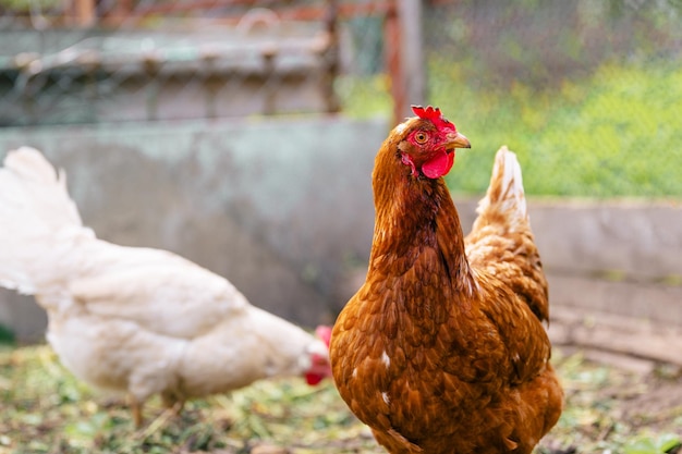 Pollo de pie en un jardín rural en el campo Cerca de un pollo de pie en un cobertizo de patio trasero con gallinero Aves de corral