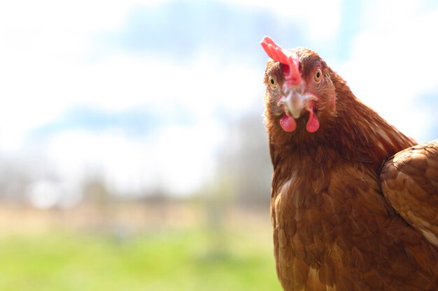 pollo con plumaje marrón mira a la cámara en el contexto de la naturaleza y el cielo al aire libre.