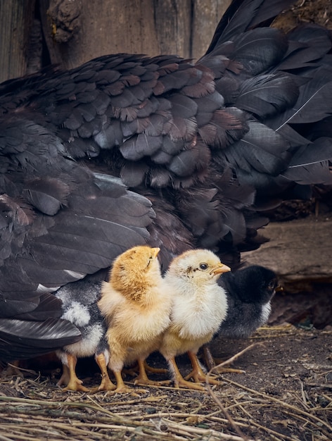 Foto pollo con pollitos.