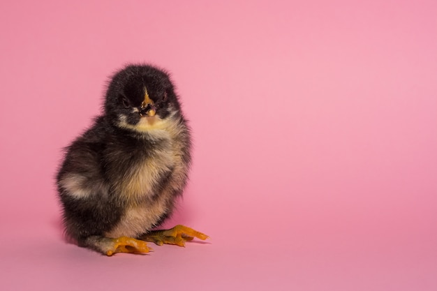 Pollo precioso, negro, esponjoso y de pura sangre sobre un fondo rosa