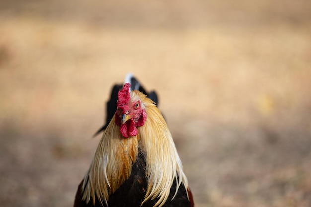 Pollo de primer plano con fondo borroso