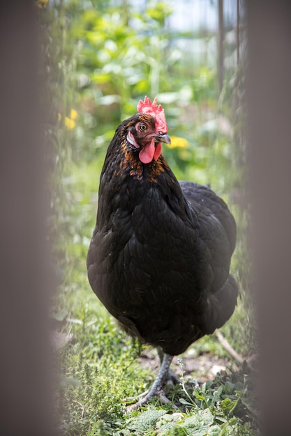 Pollo en el propio jardín cerca de la cabeza.