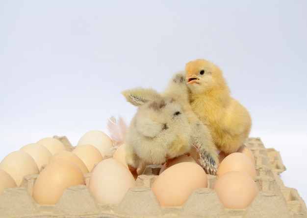 Pollo recién nacido abrazando en el embalaje de huevos vacaciones de Pascua recién nacido granja de aves de corral familia día de San Valentín