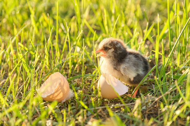 Pollo recién nacido con cáscara de huevo, fondo de hierba verde en la luz del sol