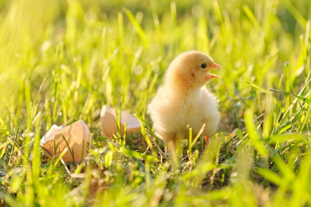 Pollo recién nacido con cáscara de huevo, fondo de hierba verde en la luz del sol